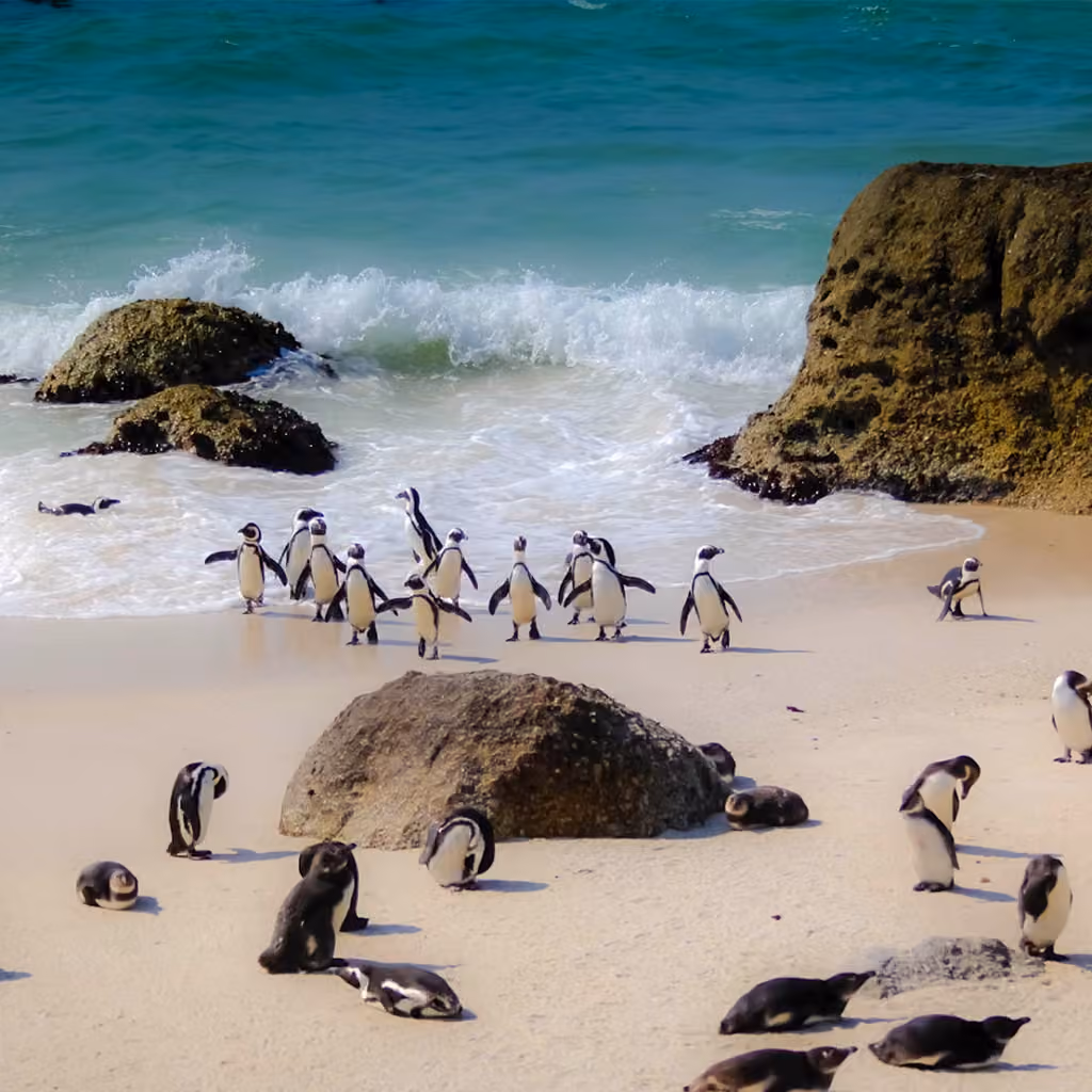 Coastal Wildlife
