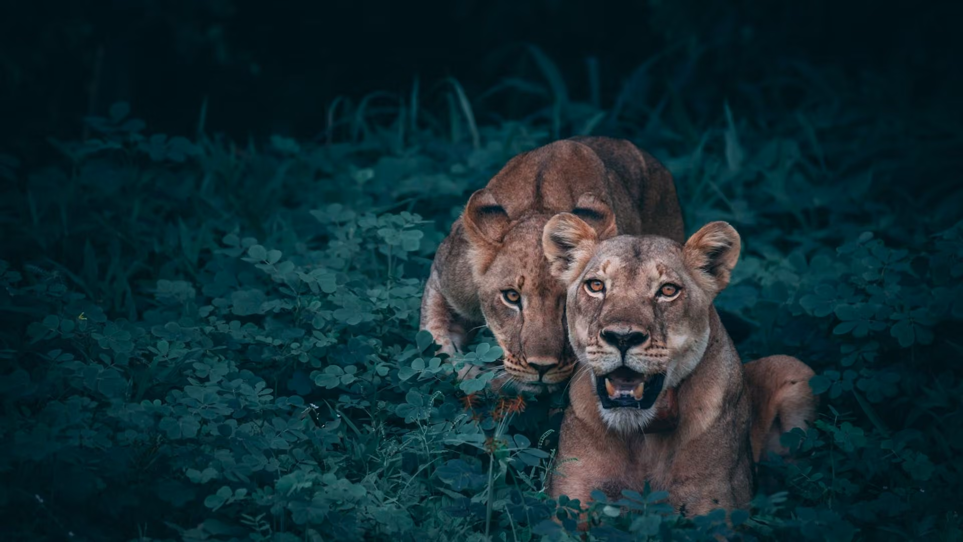 About South Africa Tours