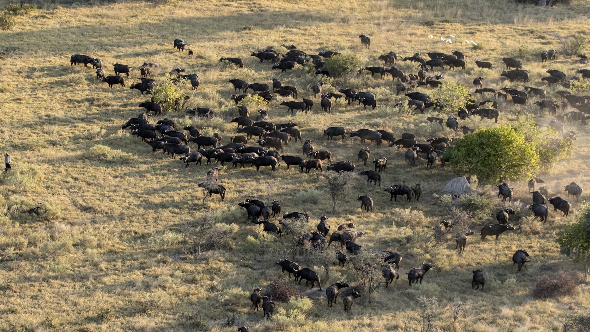 aerial-view-of-kruger-national-parks-diverse-landscapes-showcasing-its-vast-size-and-varied-ecosystems.jpg
