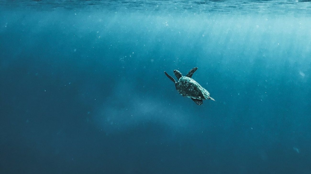 best-practices-for-visitors-respecting-and-protecting-turtles-1300x731.jpg