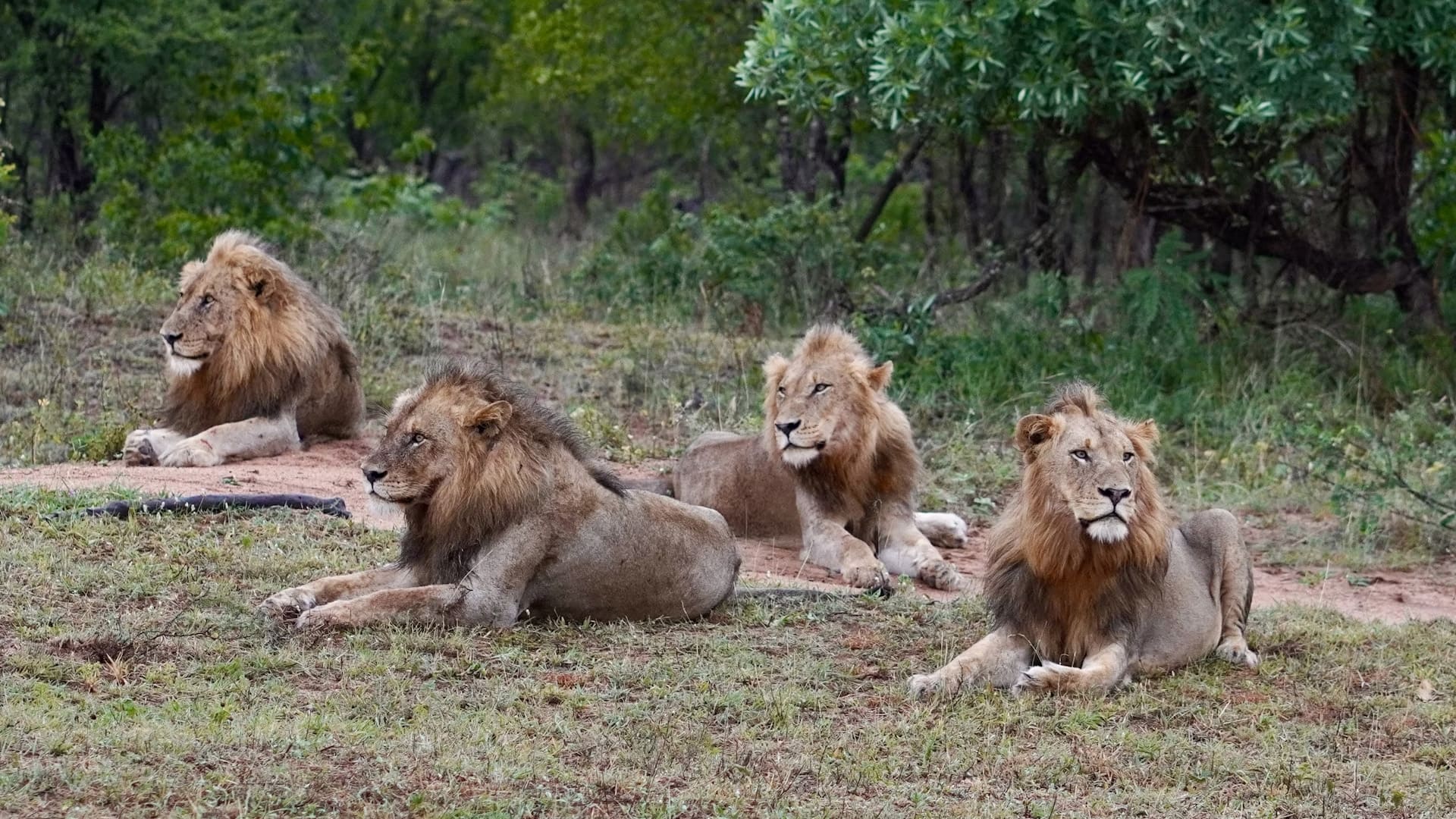 collage-of-kruger-national-parks-wildlife-and-activities-featuring-a-game-drive-a-walking-safari-bird-watching-and-a-cultural-tour.jpg