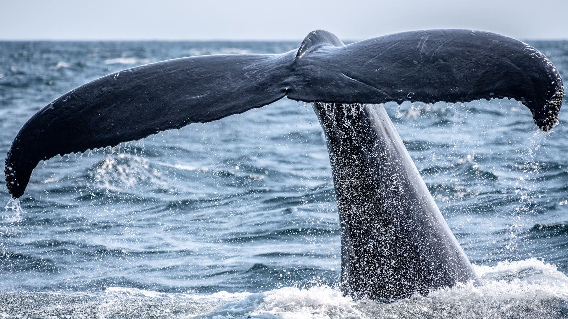hermanus-whale-festival-tour-1.jpg