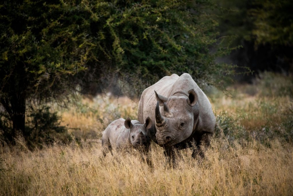 south-africa-the-rainbow-nation-safari-tours-1024x683.jpg