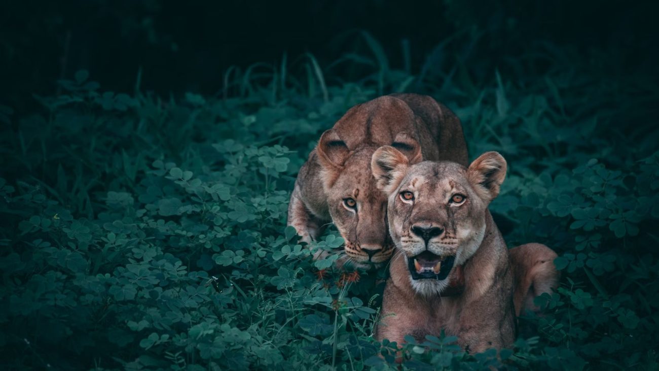 wildlife-and-cultural-experiences-1300x731.jpg